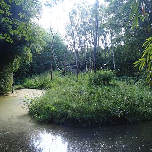 Yellow-breasted capuchin island, 2019-08-11