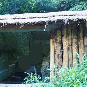 Yellow-breasted capuchin house, 2019-08-11