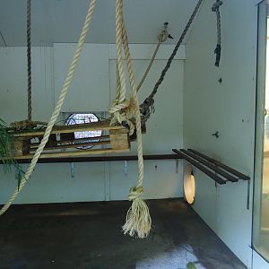 Yellow-breasted capuchin indoor housing, 2019-08-11