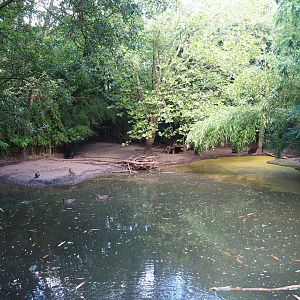 Collared peccary exhibit, 2019-08-11