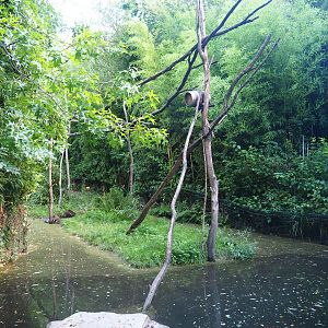 Crab-eating raccoon exhibit, 2019-08-11