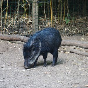 Collared peccary (Pecari tajacu), 2019-08-11