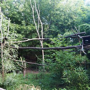 Crab-eating raccoon exhibit, 2019-08-11