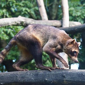 Crab-eating raccoon (Procyon cancrivorus), 2019-08-11