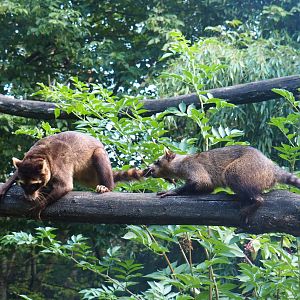 Crab-eating raccoons (Procyon cancrivorus), 2019-08-11
