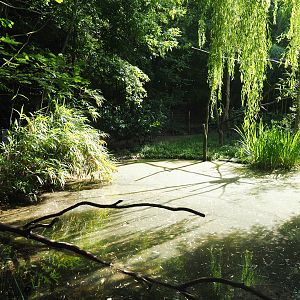 Crab-eating raccoon exhibit, 2019-08-11