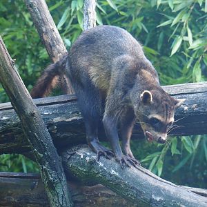 Crab-eating raccoon (Procyon cancrivorus), 2019-08-11