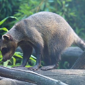 Crab-eating raccoon (Procyon cancrivorus), 2019-08-11