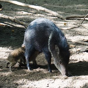Collared peccary (Pecari tajacu), sow with nursing piglets, 2019-08-11