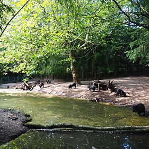 Collared peccary exhibit, 2019-08-11