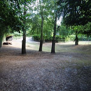Capybara - Crested screamer - South American tapir exhibit, 2019-08-11