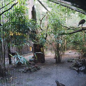 Red-legged seriema aviary, 2019-08-11