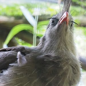 Red-legged seriema (Cariama cristata), 2019-08-11