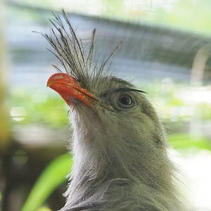 Red-legged seriema (Cariama cristata), 2019-08-11