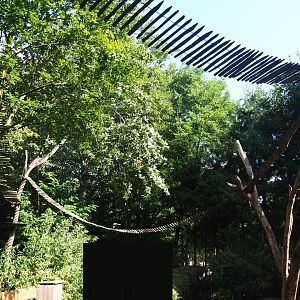 Ring-tailed coati trees and overhead climbing structures, 2019-08-11