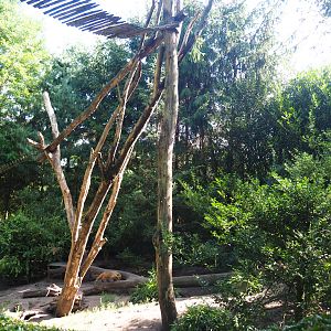 Ring-tailed coati exhibit, 2019-08-11