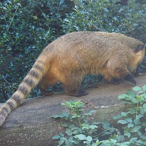 Ring-tailed coati (Nasua nasua), 2019-08-11