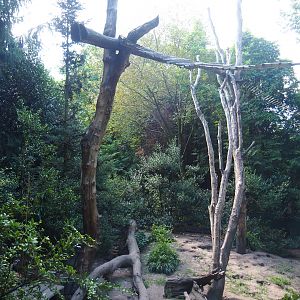 Ring-tailed coati exhibit, 2019-08-11