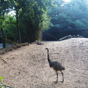 Greater rhea and Vicuña paddock, 2019-08-11