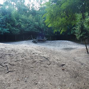 Greater rhea and Vicuña paddock, 2019-08-11