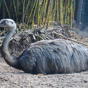 Greater rhea (Rhea americana), 2019-08-11