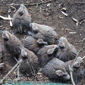 Greater rhea chicks (Rhea americana), 2019-08-11