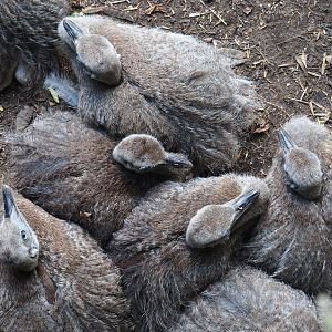 Greater rhea chicks (Rhea americana), 2019-08-11