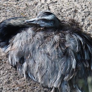 Greater rhea (Rhea americana), 2019-08-11