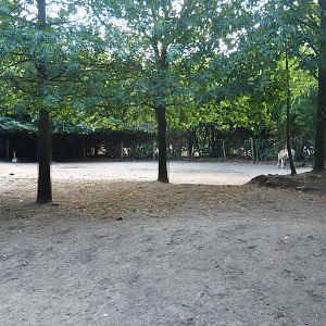 Greater rhea and Vicuña paddock, 2019-08-11