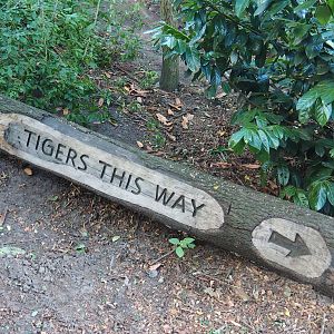 Tigers this way log carving, 2019-08-11