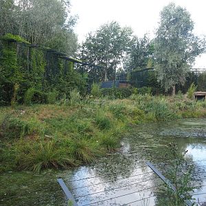White tiger exhibit, 2019-08-11