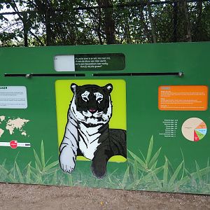 Educational displays tigers and white tigers, 2019-08-11