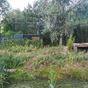 White tiger exhibit, 2019-08-11
