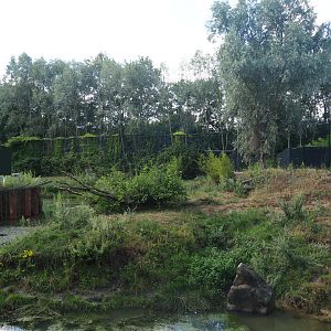 White tiger exhibit, 2019-08-11