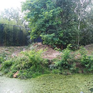 Amur tiger exhibit, 2019-08-11