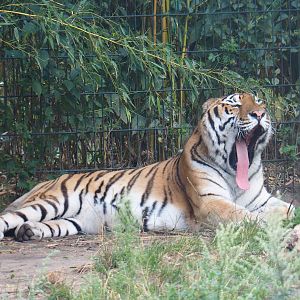 Amur tiger (Panthera tigris altaica), 2019-08-11