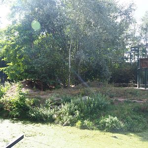 Amur tiger exhibit, 2019-08-11