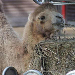 Bactrian camel (Camelus bactrianus)