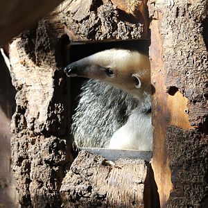 Southern tamandua (Tamandua tetradactyla)