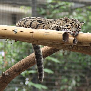 Clouded leopard (Neofelis nebulosa)