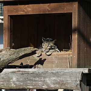 Clouded leopard (Neofelis nebulosa)