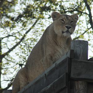 Asiatic lion (Panthera leo persica)