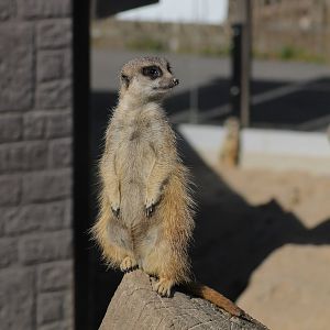 Meerkat (Suricata suricatta)