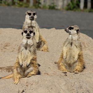 Meerkats (Suricata suricatta)