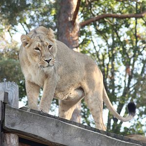 Asiatic lion (Panthera leo persica)