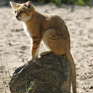 Sand cat (Felis margarita)
