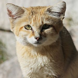 Sand cat (Felis margarita)