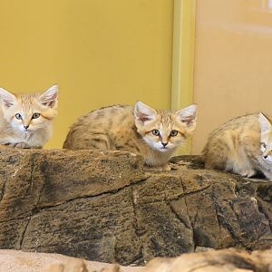 Sand cats (Felis margarita)