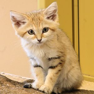 Sand cat (Felis margarita)