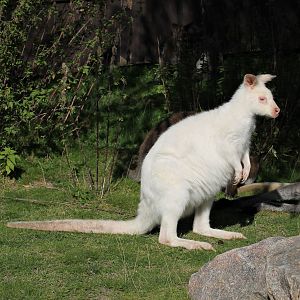 Red-necked wallaby (Macropus rufogriseus)